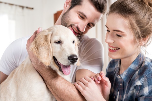 Pets in a Divorce: Property or Part of the Family?