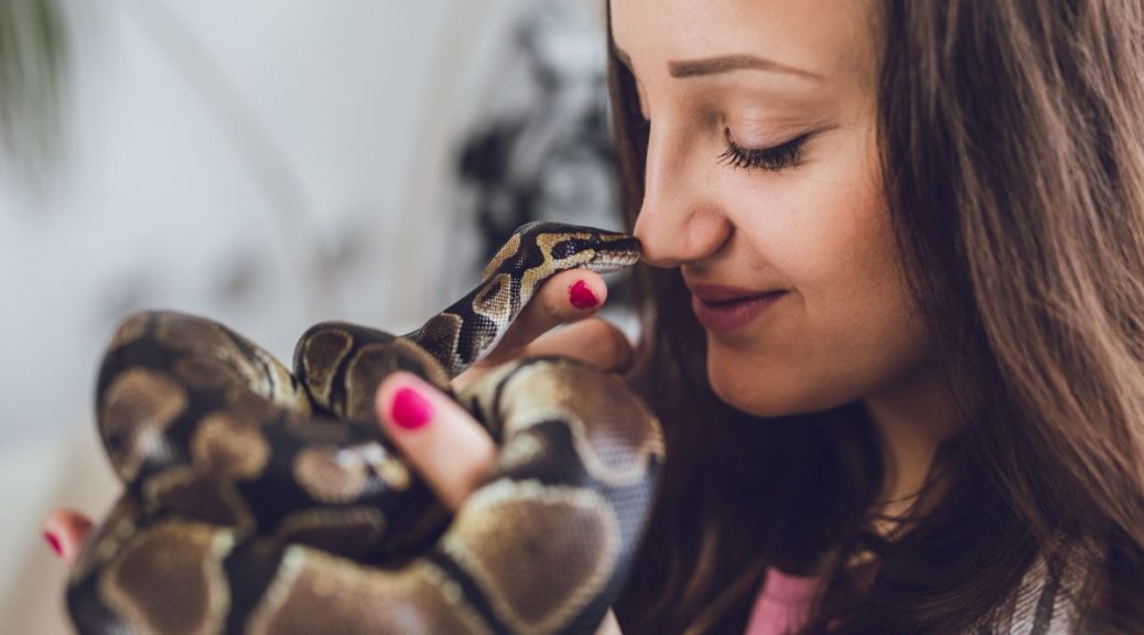 In the Best Interests of the Python Pet Custody in a California Divorce