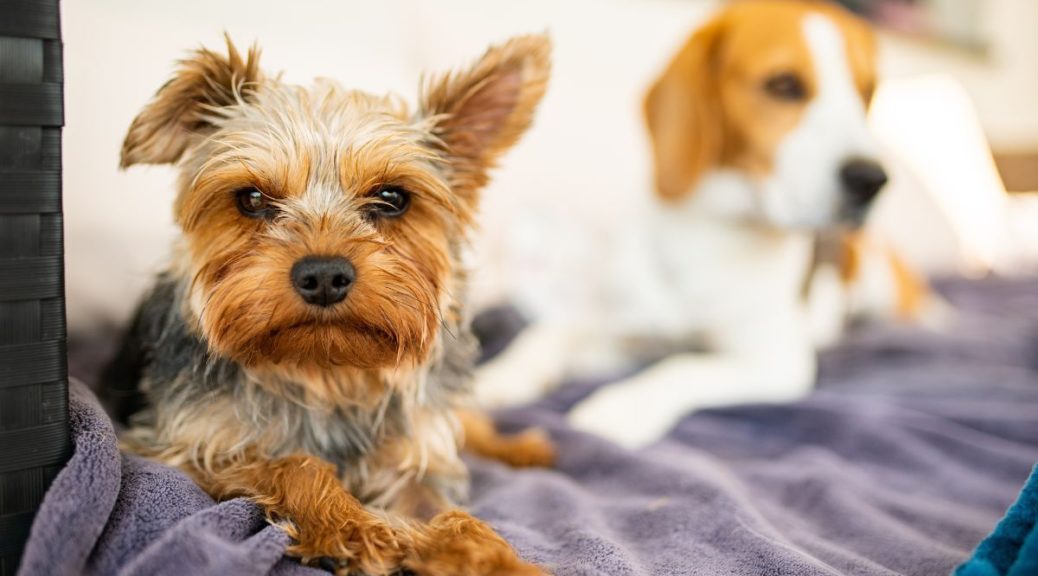 Do California Divorce Courts Award Custody of Pets?